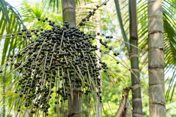 Acai