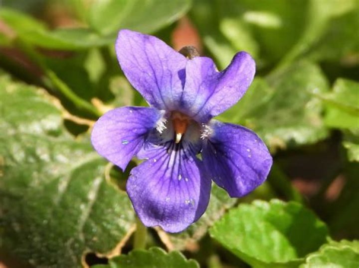 Violette